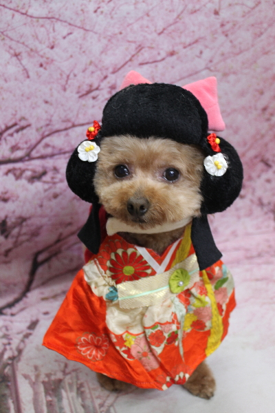 千葉県船橋市のトイプードルのトリミング画像