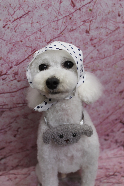 千葉県市川市のトイプードルのトリミング画像