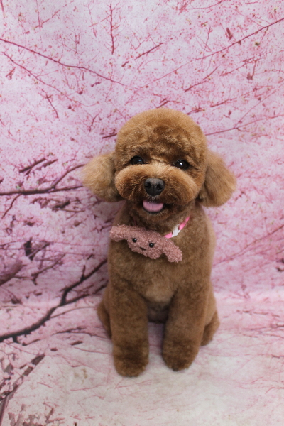 千葉県鎌ケ谷市トイプードルのトリミング画像