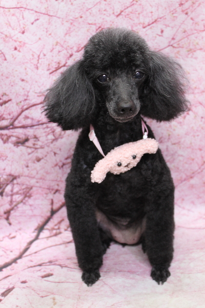 千葉県船橋市のトイプードルのトリミング画像