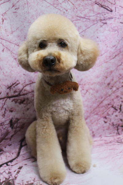 千葉県船橋市のトイプードルのトリミング画像