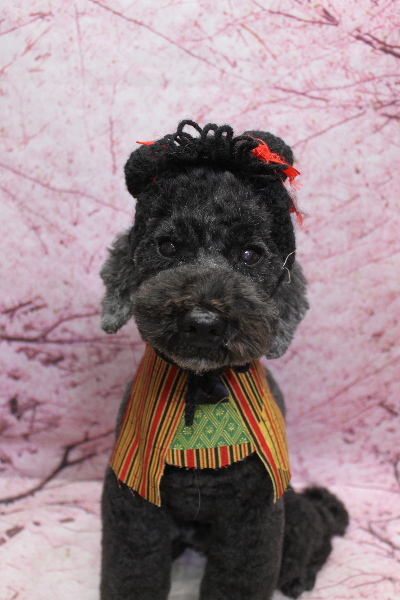 千葉県松戸市のトイプードルのトリミング画像