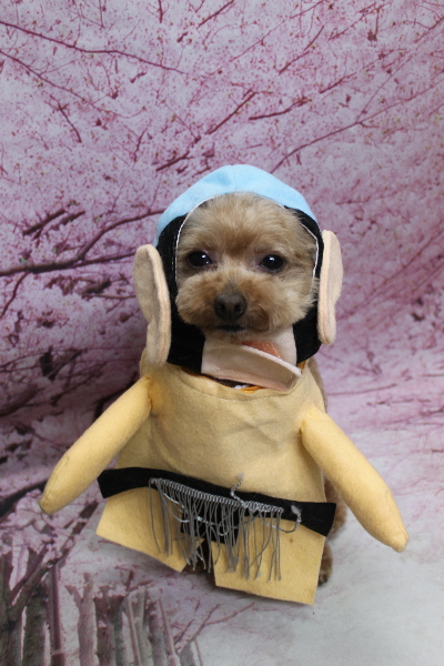 千葉県船橋市のトイプードルのトリミング画像