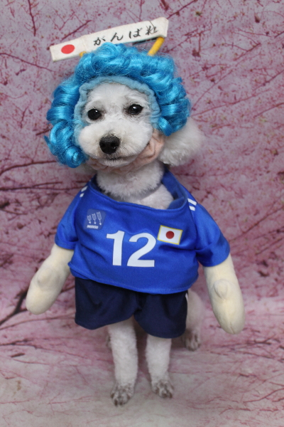 千葉県市川市のトイプードルのトリミング画像