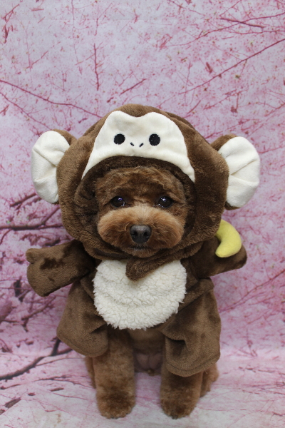 千葉県鎌ケ谷市トイプードルのトリミング画像