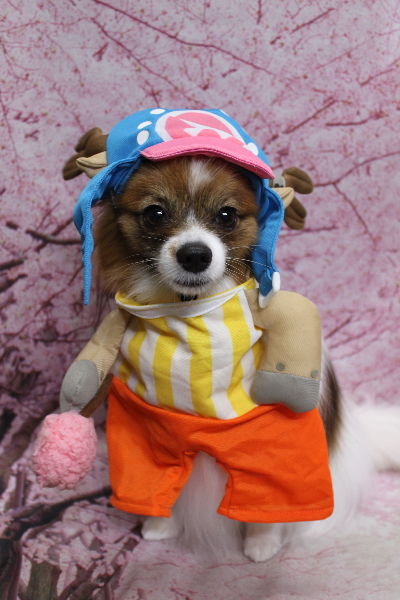 千葉県鎌ヶ谷市のパピヨンのトリミング画像