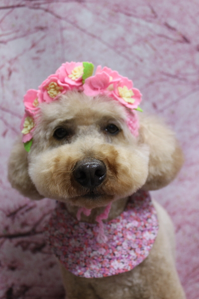 千葉県船橋市のトイプードルのトリミング画像