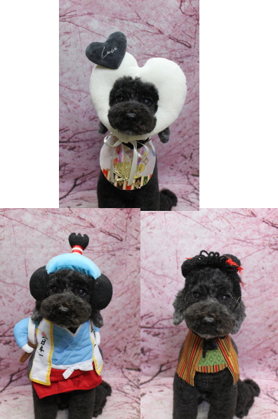 千葉県松戸市のトイプードルのトリミング画像