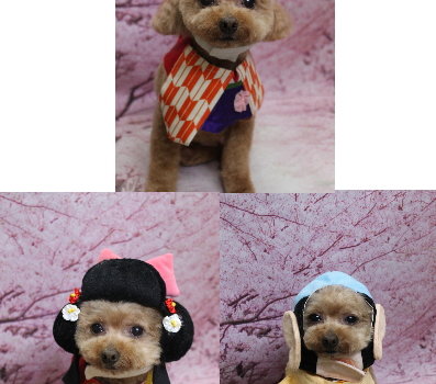 千葉県船橋市のトイプードルのトリミング画像