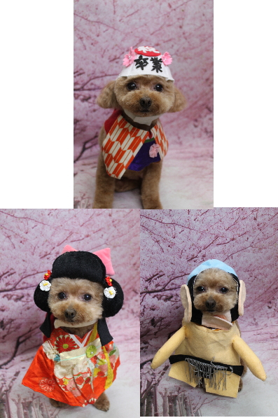 千葉県船橋市のトイプードルのトリミング画像