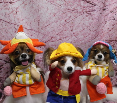 千葉県鎌ヶ谷市のパピヨンのトリミング画像