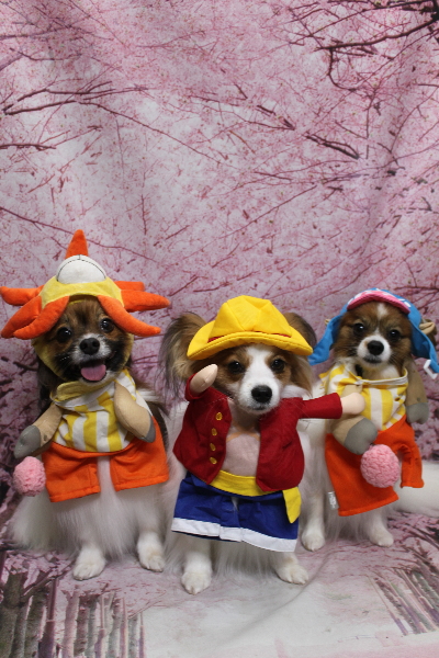 千葉県鎌ヶ谷市のパピヨンのトリミング画像