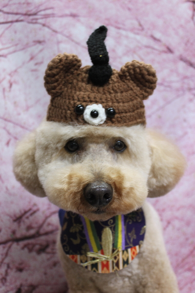 千葉県船橋市のトイプードルのトリミング画像