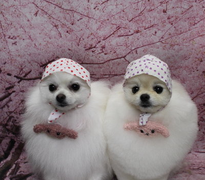 千葉県船橋市のポメラニアンのトリミング画像