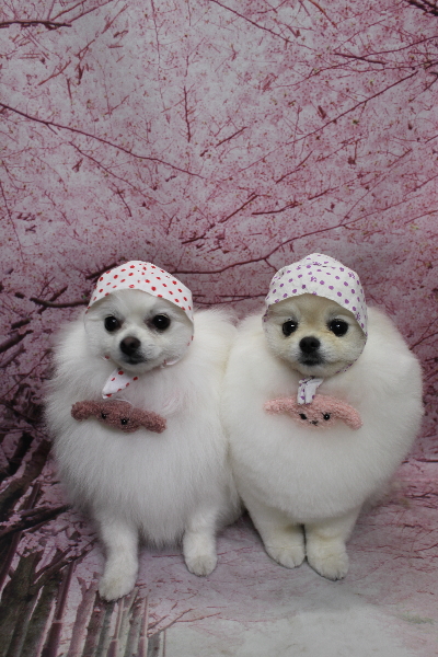 千葉県船橋市のポメラニアンのトリミング画像