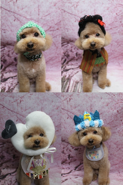 千葉県船橋市のトイプードルのトリミング画像