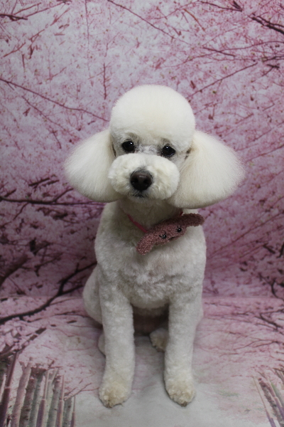 千葉県鎌ヶ谷市のトイプードルのトリミング前画像