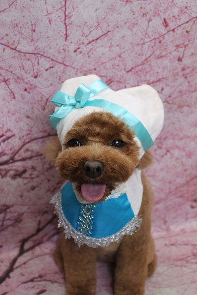 千葉県鎌ケ谷市トイプードルのトリミング画像