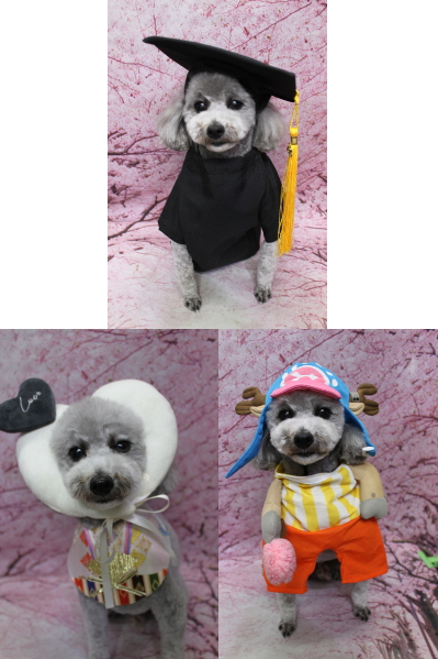 千葉県船橋市のトイプードルのトリミング画像