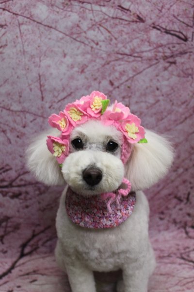 千葉県鎌ヶ谷市のトイプードルのトリミング画像