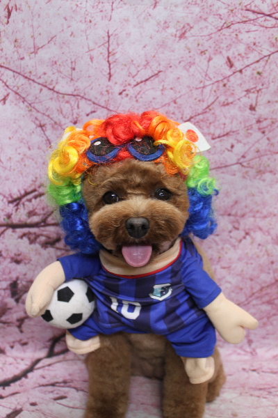 千葉県鎌ケ谷市トイプードルのトリミング画像