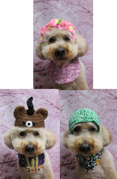 千葉県船橋市のトイプードルのトリミング画像