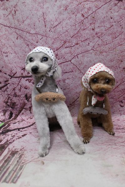 千葉県印西市のトイプードルのトリミング画像