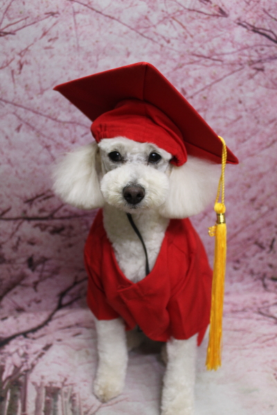 千葉県鎌ヶ谷市のトイプードルのトリミング画像