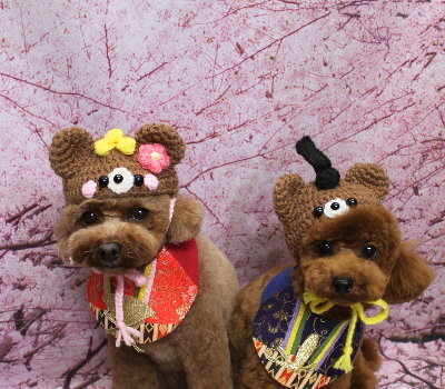 千葉県鎌ケ谷市トイプードルのトリミング画像