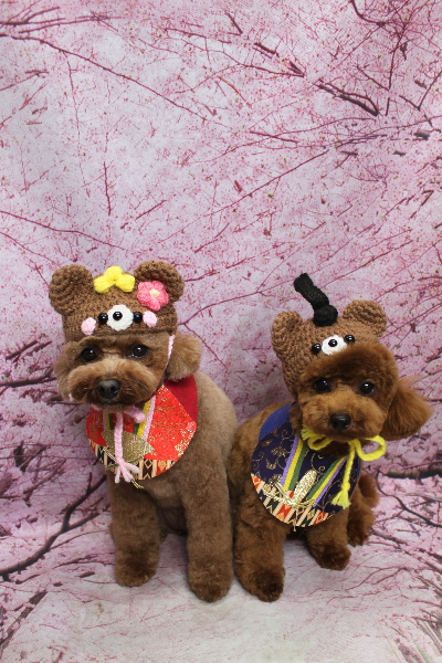 千葉県鎌ケ谷市トイプードルのトリミング画像