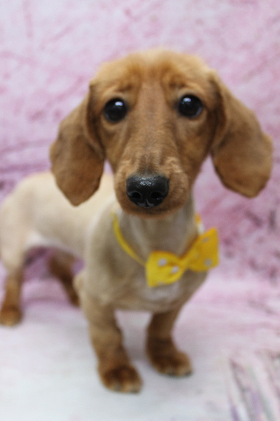 千葉県鎌ケ谷のミニチュアダックスのトリミング画像