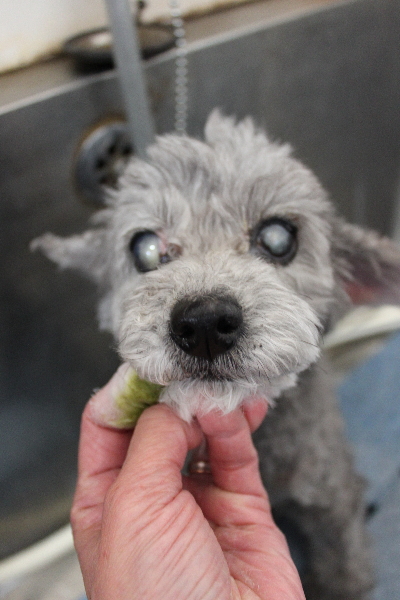 千葉県船橋市のトイプードルの歯磨き画像