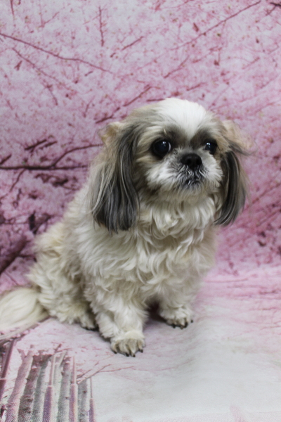 千葉県鎌ケ谷市のシーズーのトリミング前画像