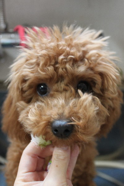 千葉県船橋市のトイプードルの歯磨き画像