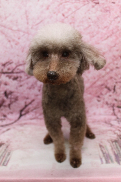 トイプードルブリーダーの成犬、トリミング画像