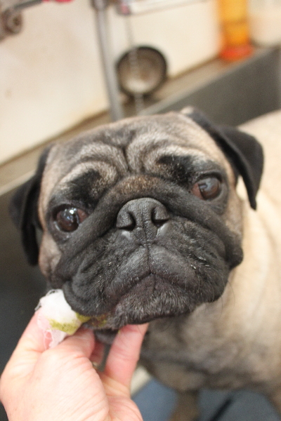 千葉県鎌ケ谷市のパグの歯磨き画像
