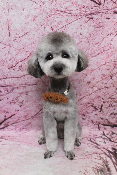 千葉県船橋市のトイプードルのトリミング画像