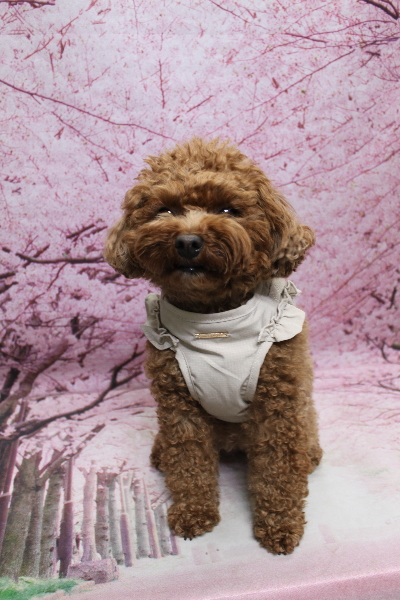 千葉県鎌ケ谷市トイプードルのトリミング前画像