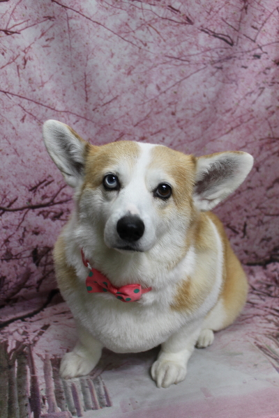 千葉県船橋市のコーギーのトリミング画像