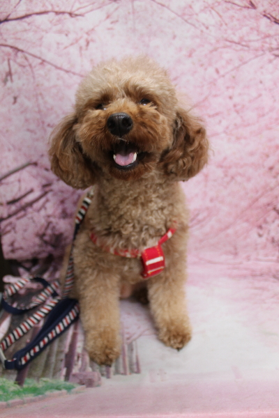 千葉県鎌ヶ谷市のトイプードルのトリミング前画像