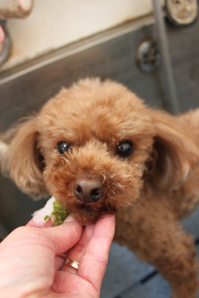 千葉県鎌ケ谷市のトイプードルの歯磨き画像