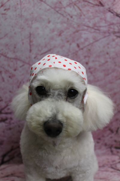 千葉県鎌ヶ谷市のトイプードルのトリミング画像