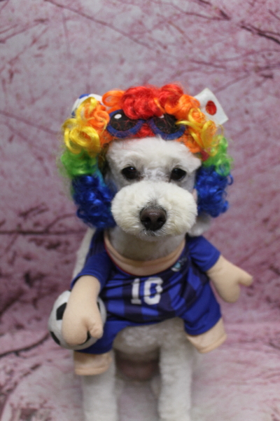 千葉県鎌ヶ谷市のトイプードルのトリミング画像