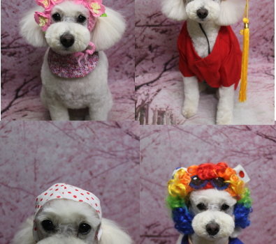 千葉県鎌ヶ谷市のトイプードルのトリミング画像