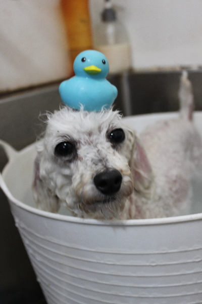 千葉県市川市のトイプードルの炭酸泉画像