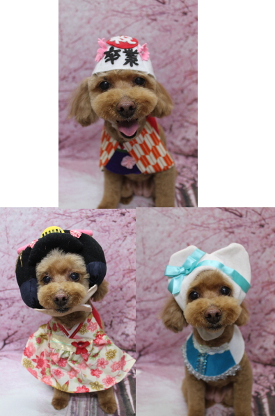 千葉県船橋市のトイプードルのトリミング画像