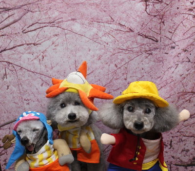 千葉県船橋市のトイプードルのトリミング画像