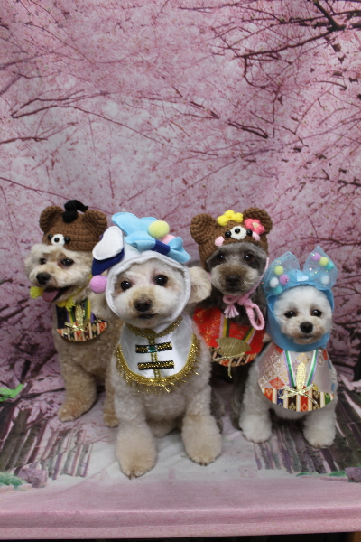 千葉県鎌ケ谷市のトイプードルのトリミング画像