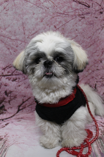 千葉県松戸市のシーズーのトリミング前画像