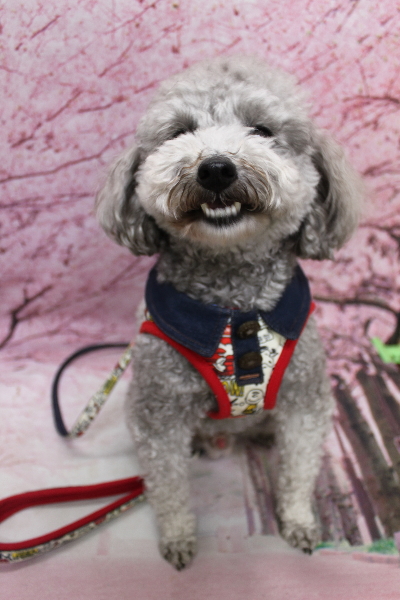 千葉県船橋市のトイプードルのトリミング前画像